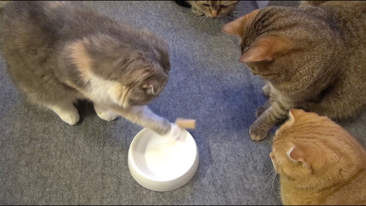cute cats for sale 猫の親子愛〜仔猫におやつを分け与える母猫 Parental Affection〜Mom Cat to impart a Cat Treats to Kitten