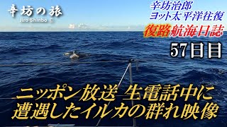 【放送中に撮影成功】ニッポン放送「辛坊治郎ズームそこまで言うか！」8月17日5時の辛坊 小倉智昭さんとの生電話中にイルカの群れと遭遇！「航海日誌動画」57日目～辛坊の旅～