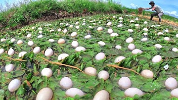 wow wow amazing! skills pick a lot of duck eggs ln the rice field by hand farmer skills 