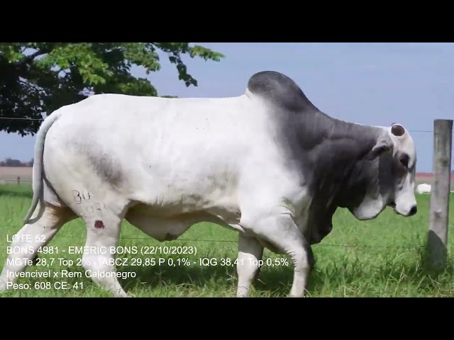 Lote 52   Leilão Trio Bonsucesso   Etapa Touros