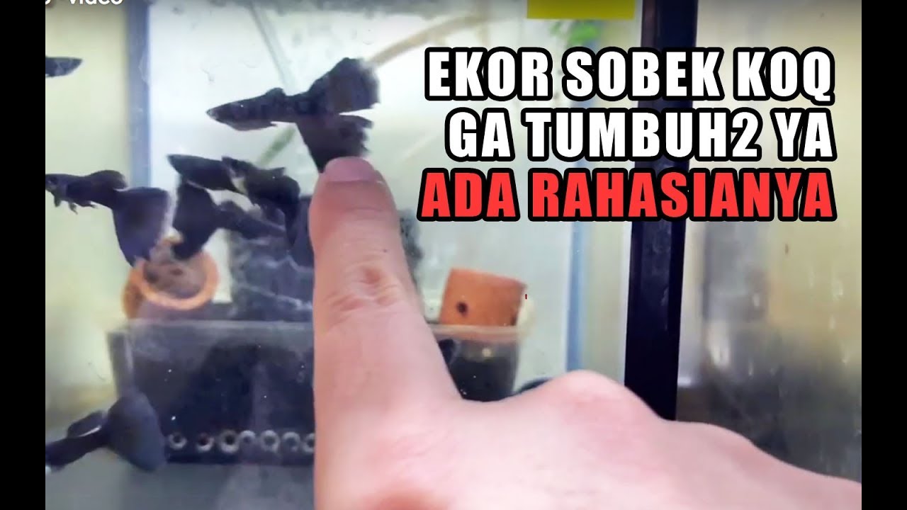 Ikuti tips ini untuk sembuhkan ekor ikan yang sobek