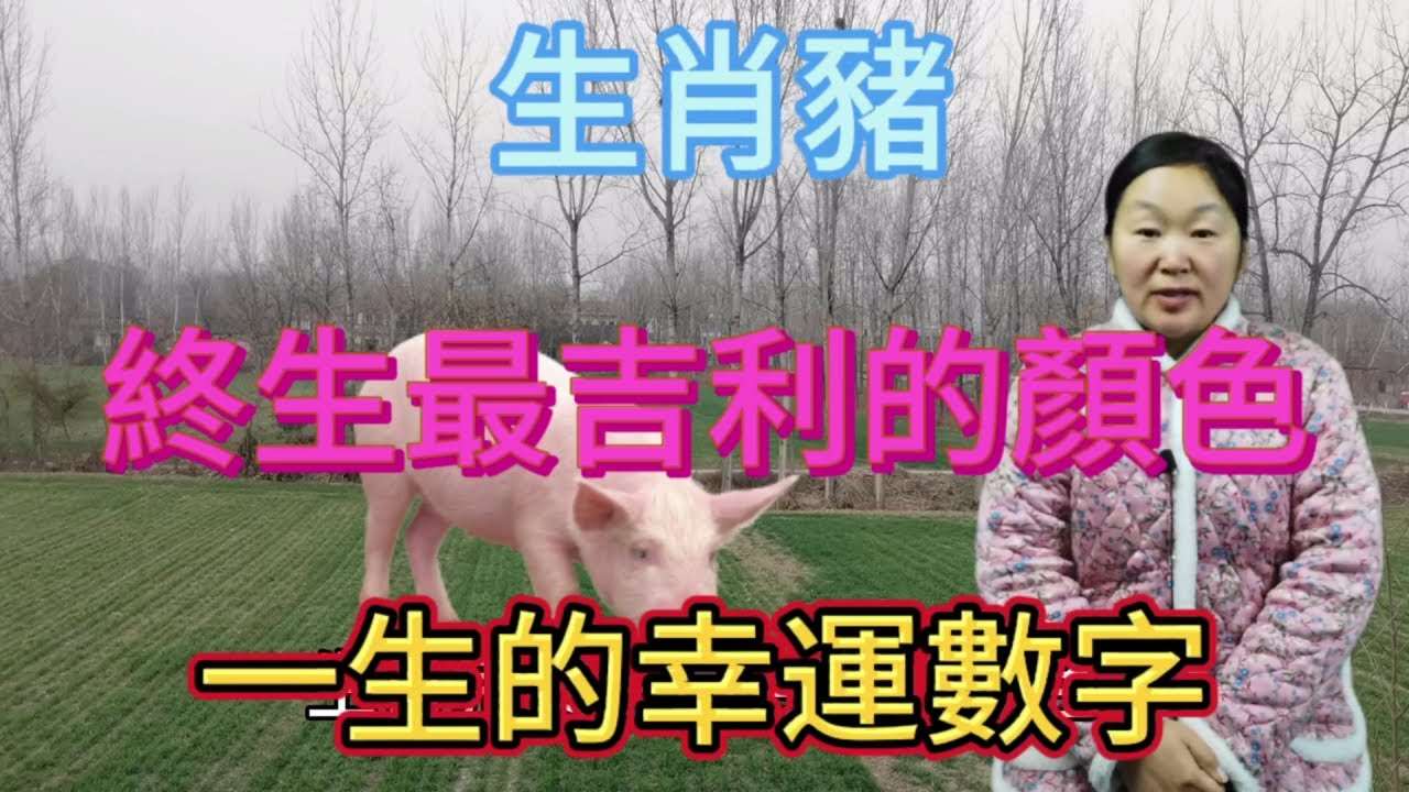生肖屬相豬！屬豬人終身最吉利的顏色！生肖屬豬人一生的幸運數字！本期視頻講述生肖豬！