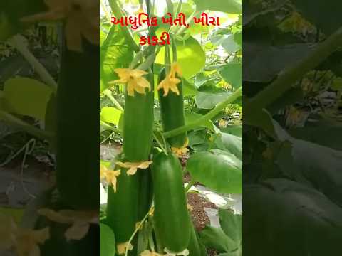 આધુનિક ખેતી, ખેડૂત પુત્ર 🌱#khedut #ખેડૂત #letest #farming #farmer #news #parivar #ak #jejariya #live