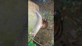 snail #bigsnail#shortsvideo #viral #please_subscribe_my_channel