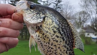 CRUSHING CRAPPIE IN 40 MPH WIND GUSTS.