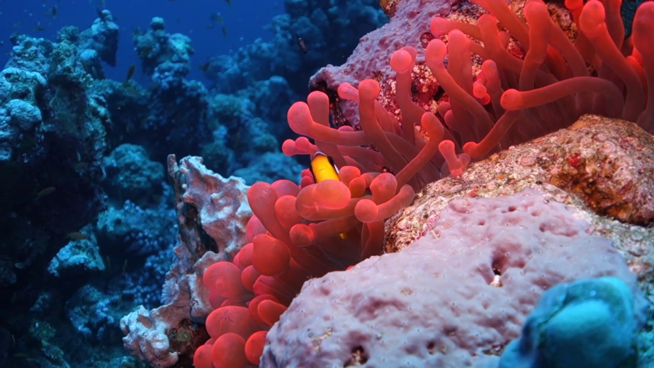 Egitto | Sharm el Sheikh | Estate | 2018 | Vacanze | Diving & Snorkeling | Mar Rosso | GoPro |