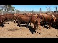 Auctions plus  120 simmental cross heifers