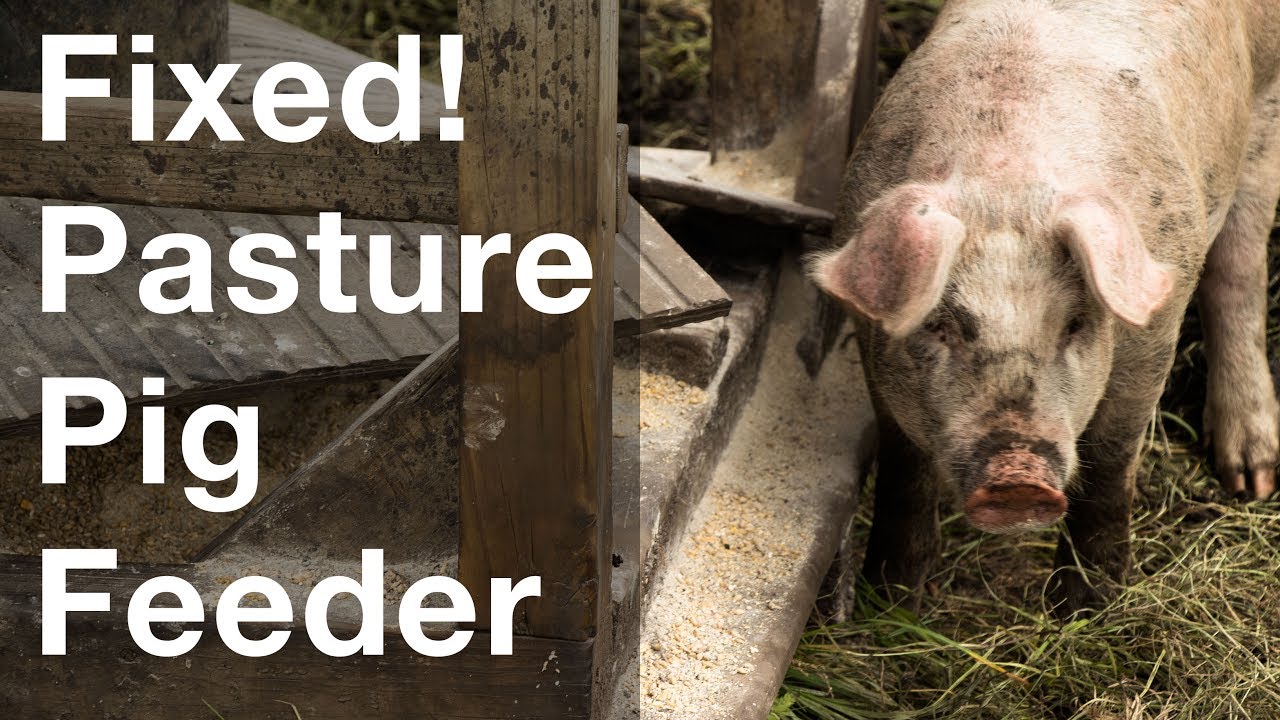 Fixed Pastured Pig Feeder Youtube