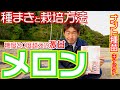 【メロン】農家が教えるメロンの種まきと栽培の注意点。ナント種苗さんの激甘キューピットメロンを植えてみました。