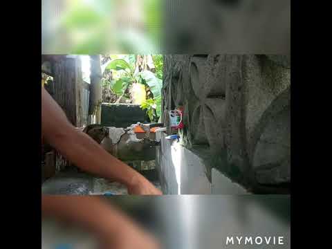 Video: Paano Malalaman Ang Kasarian Ng Isang Pulang Pagong Na Pagong