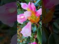 合歡山玉山杜鵑 #zeenweb #zeen_chen #親子行山 #travel #hiking #旅行 #flowers #butterfly