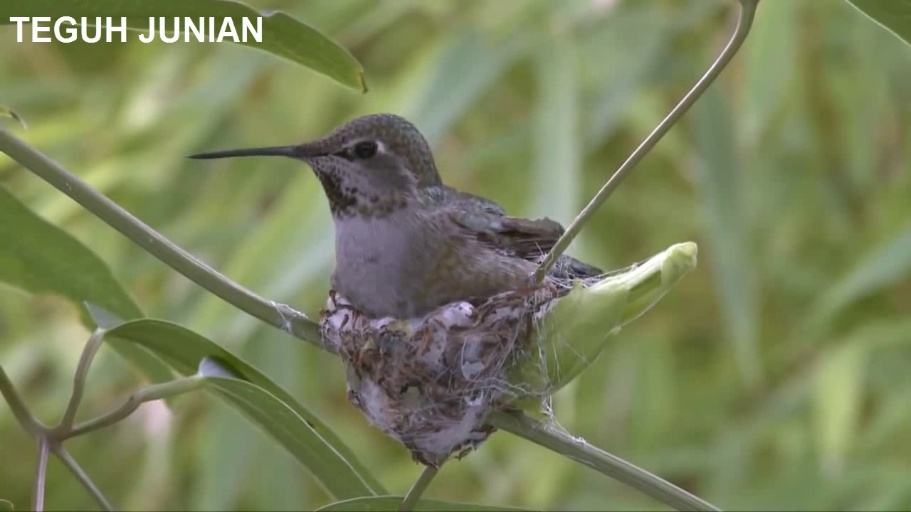 proses burung kalibri membuat sarang di ranting pohon proses burung kalibri membuat sarang di ranting pohon