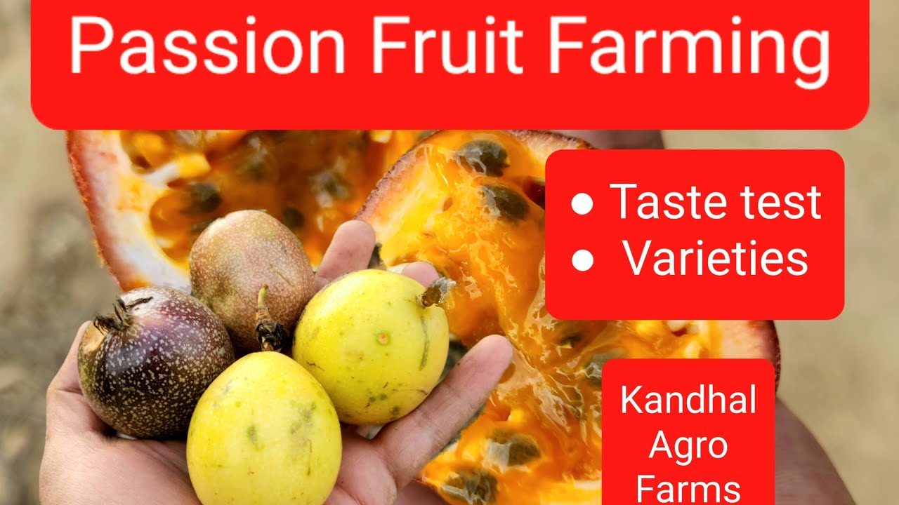 Passion fruit Farming Fruit taste and Varieties YouTube