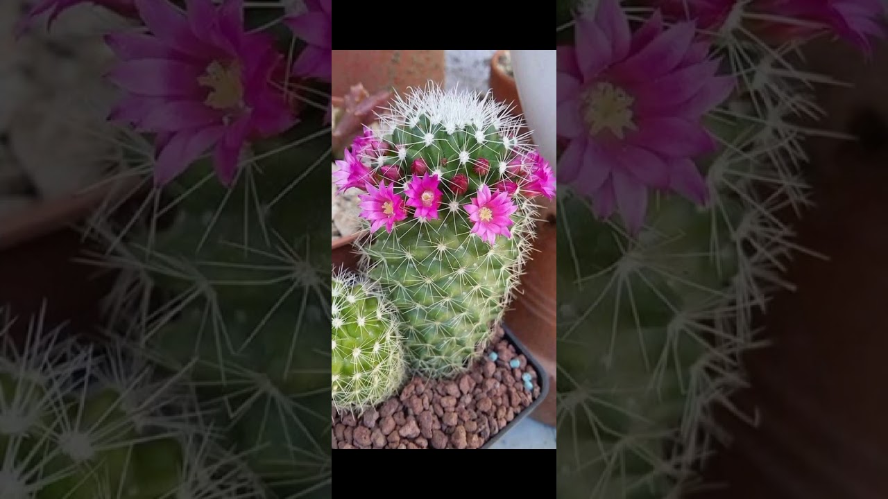 The most beautiful l✨Ceramic planter with watering ⚡Planter💕