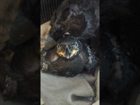 Tired Baby Raven #raven #babybird