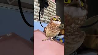 Funny owl dance #funny #owl #dance #apt #fypシ #fypシ゚ #fypシ゚viral #fyp #birds #cute #tuesday #comedy