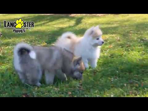 pomsky-puppies