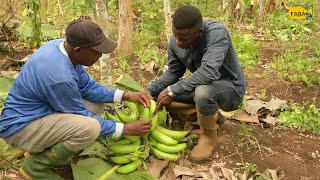 FABA - Protéger, Planifier et Récolter la banane plantain