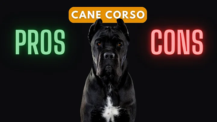 Cane Corso: Should You Get One?
