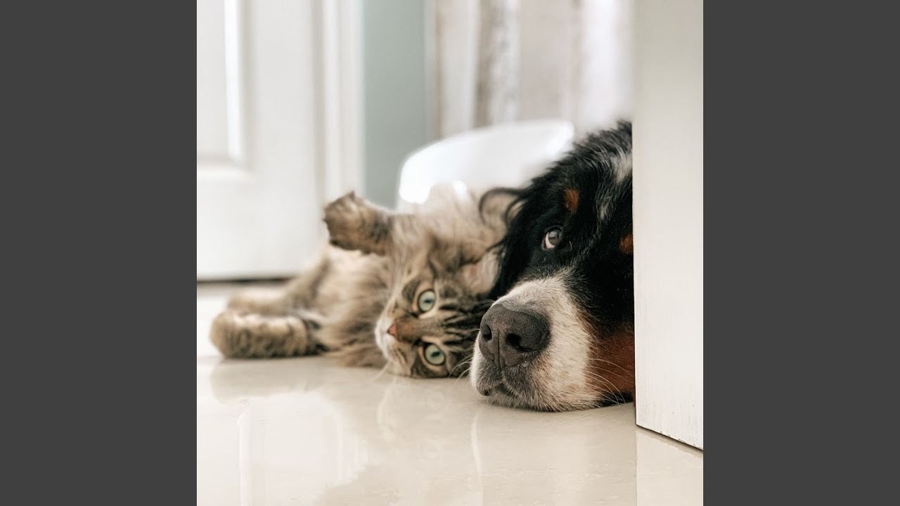 Peaceful Paws Piano Piece