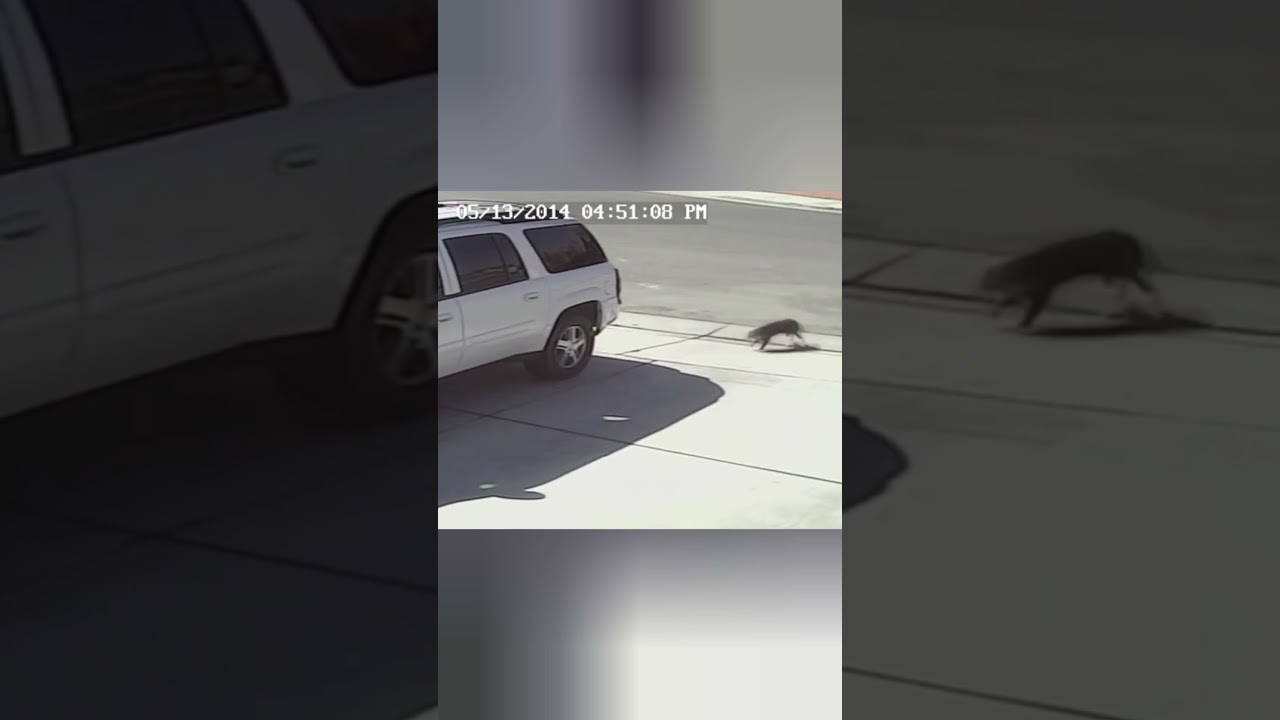 отважная кошка 