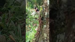 Hiding To See Beautiful Girl In Forest...