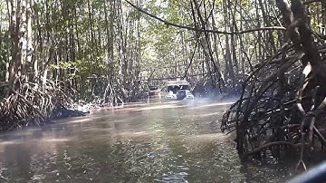 Rừng đước năm căn