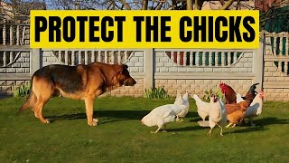 how to teach a German shepherd to protect chickens