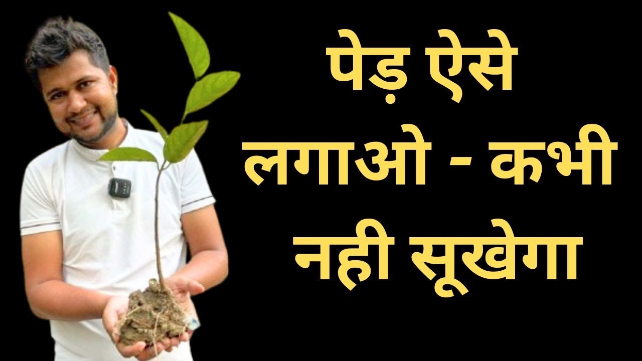 🌳 Best Way to Plant a Tree with a Tree Guard! | 🌳 पेड़ ऐसे लगाओ - कभी नही सूखेगा