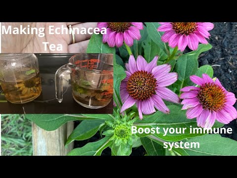 Video: Splendor Ntawm Terry Echinacea