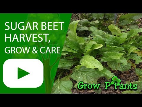 Sugar beet - grow, care and harvest (Make Sugar at home)