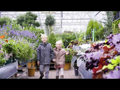 Video: Uhøjtidelige september - efterårets blomster