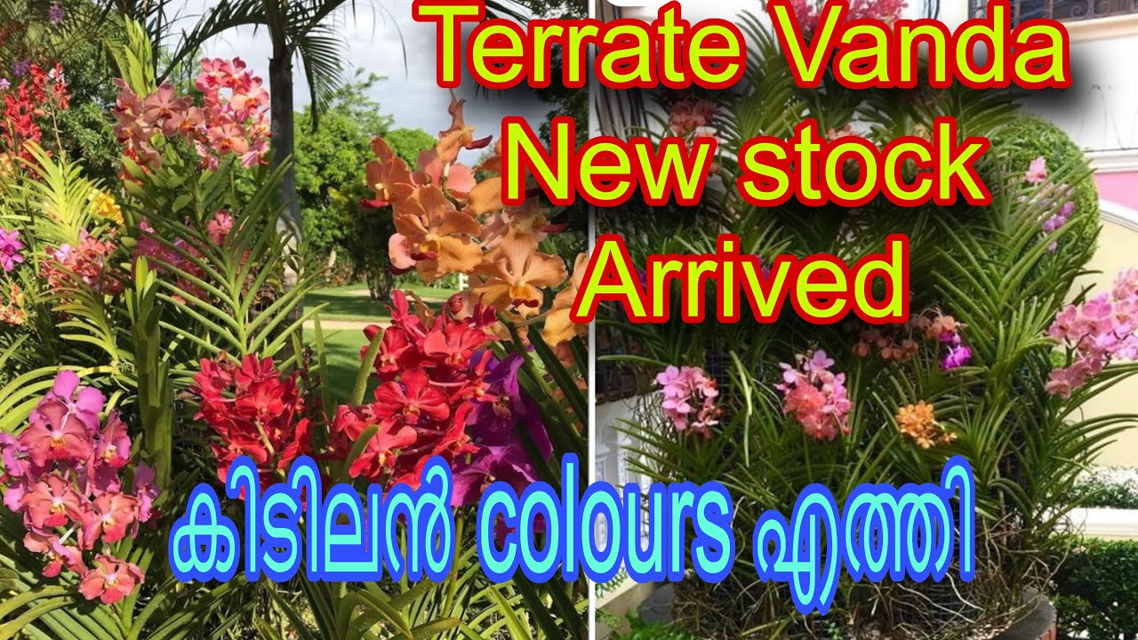 Новое обновление ассортимента Terrate Vanda / Террат Ванда