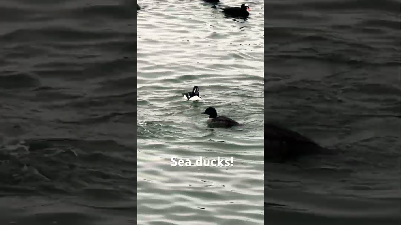 Beautiful sea ducks! 🌊🇨🇦
