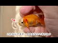 昨年川で捕まえた金魚の顔が、おかしな事になってきてるんですが・・・。