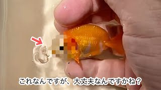昨年川で捕まえた金魚の顔が、おかしな事になってきてるんですが･･･。