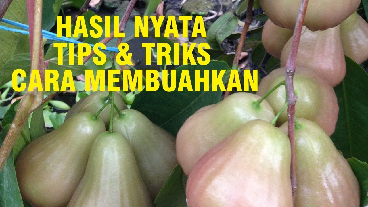 Hasil Nyata Membuahkan Jambu Madu, Dalhari, King Rose Apple dan Black Diamond Dalam Pot
