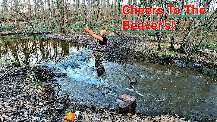 BEAVER DAM REMOVAL! || ANGRY BEAVER INVESTIGATES Our Work In NEW CREEK! S2 EP. 8!