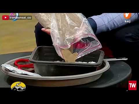 از قلمه تا ساخت بونسای شفلرا آموزش تکثیر شفلرا بخش دوم