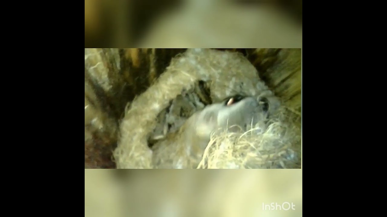 Белки - летяги в Троицком лесу.