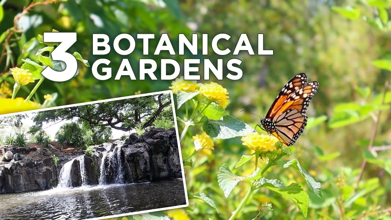 3 Botanical Gardens You Can Visit in Honolulu!