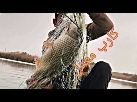 رحنا للذراع ونصبت شبج ثميني صيد سمك الكارب