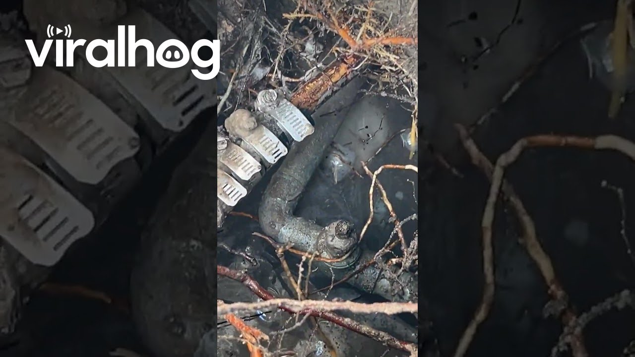 Докопаться до сути проблемы || ViralHog