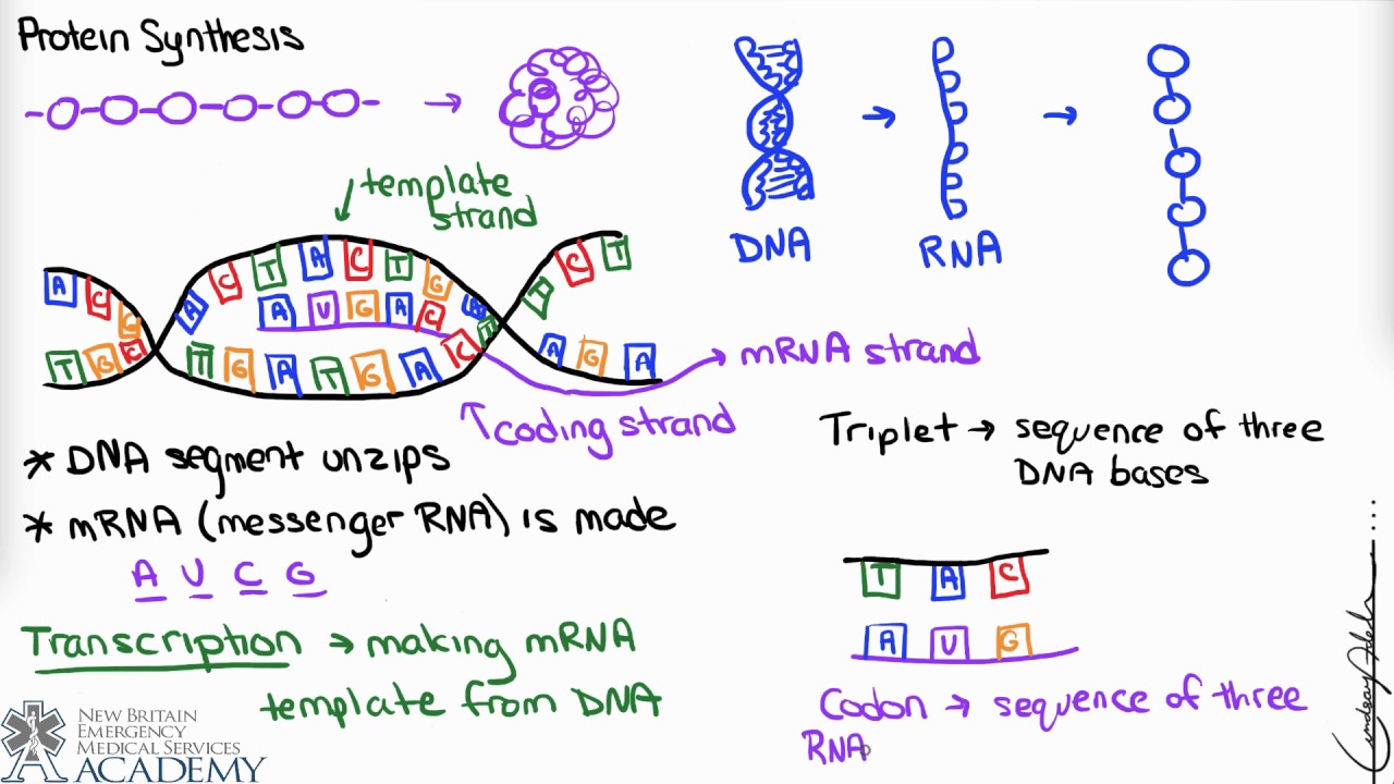 Protein Synthesis - YouTube