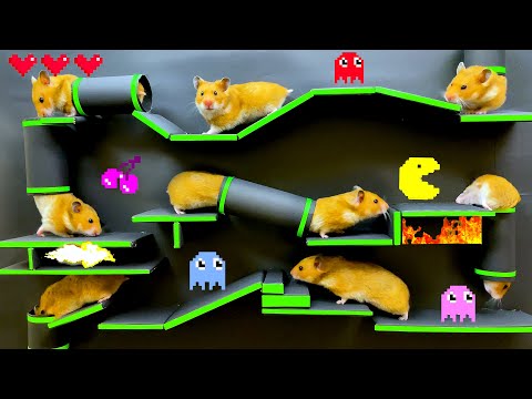 🐹 Hamster Pacman With Traps Maze 😱