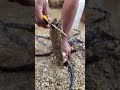 Crazy Eel Catching on the Beach 🐍🌊 | Amazing Sea Hunting Adventure
