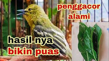 Cara menggacorkan burung sirtu dengan BAHAN ALAMI