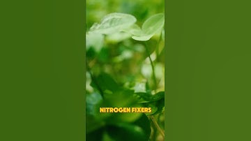 The Cover Crops That Fix the Most Nitrogen Naturally