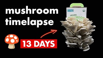 Growing Elm Oyster Mushroom Timelapse 🍄