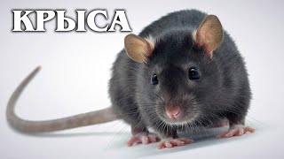 Rat: The smartest rodent | Interesting facts about rats